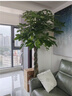 Only you【2小時(shí)達】發(fā)財樹(shù)大型盆栽綠植花卉室內客廳辦公室開(kāi)業(yè)喬遷生日 單杠發(fā)財樹(shù) 曬單實(shí)拍圖