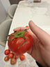 爆汁沙瓤高山西紅柿新鮮現摘水果番茄單果80g+可生吃自然熟 暢銷(xiāo)裝 2斤 帶箱單果80g+ 曬單實(shí)拍圖