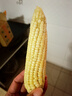 澮爺廣西花糯玉米2026新鮮現摘當季整箱糯玉米苞谷嫩棒子蔬菜水果微甜 花糯玉米5斤凈重 曬單實(shí)拍圖