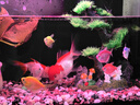 米家小米米家智能生態(tài)魚(yú)缸還原自然生態(tài)補倉一次三月無(wú)憂(yōu)出差旅行必備 曬單實(shí)拍圖