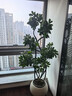 植男植女8-9頭DIY造型鴨腳木真大型盆栽客廳室內綠植落地1.4-1.6源頭直發(fā) 曬單實(shí)拍圖