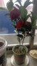 四季茶花紅山茶盆栽陽(yáng)臺露臺庭院綠植帶花苞原盆原土好養活 夏日七心（含盆40厘米以上，帶盆帶花苞發(fā)貨） 夏日七心 曬單實(shí)拍圖