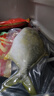 翔泰海南金鯧魚(yú)凈重900g2條裝 魚(yú)類(lèi)生鮮 海鮮水產(chǎn) 【熱賣(mài)款】 曬單實(shí)拍圖