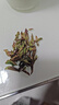 【2026年新茶】嫩芽全芽云南紫芽孢普洱茶散茶古樹(shù)茶花香型紫芽苞 100克 試喝裝 先試喝再多買(mǎi) 曬單實(shí)拍圖