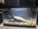 米家小米米家智能生態(tài)魚(yú)缸還原自然生態(tài)補倉一次三月無(wú)憂(yōu)出差旅行必備 曬單實(shí)拍圖