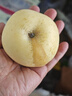 黃金奶油富士蘋(píng)果 新鮮蘋(píng)果 孕婦兒童帶皮吃不打蠟產(chǎn)地直發(fā)煙臺 老樹(shù)奶油富士 4.5斤裝中果 曬單實(shí)拍圖