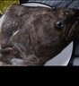 賣(mài)魚(yú)七郎 格陵蘭超大鰈魚(yú)頭1.5斤 凈重 深海鴉片魚(yú)頭比目魚(yú)頭海鮮水產(chǎn)魚(yú)類(lèi) 曬單實(shí)拍圖