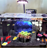 新款生態(tài)魚(yú)缸金晶超白玻璃桌面3D魚(yú)缸背景造景一體過(guò)濾懶人養魚(yú) 眺望筒燈30-18-20cm（蓋+黑XP06L +筒燈5W+造景+禮包） 曬單實(shí)拍圖
