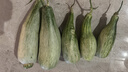閩農語(yǔ)果山東羊角蜜甜瓜新鮮當季應季生鮮水果脆甜蜜瓜香瓜整箱甜瓜羊角蜜 5斤【單果300g+】?jì)?.5斤 曬單實(shí)拍圖
