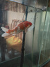 錦鯉魚(yú)活體觀(guān)賞魚(yú)活魚(yú)小型易養冷水淡水魚(yú)小魚(yú)苗錦鯉金魚(yú)好看錦鯉 三色 19-22cm 1條 曬單實(shí)拍圖