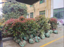 花e流紅葉石楠樹(shù)苗石楠球冬青球黃楊綠化苗木植物庭院綠植耐寒綠籬笆苗 紅葉石楠球冠幅70厘米左右 曬單實(shí)拍圖