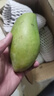 余悅海南金煌芒 【多地次日達】新鮮現摘水仙大芒果青皮甜心芒果整箱 帶箱5斤【精選好果丨單果300-350g】?jì)?.5斤 曬單實(shí)拍圖