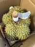 歐因泰國金枕榴蓮整個(gè)果新鮮老樹(shù)整箱帶殼進(jìn)口榴蓮A果一整個(gè)鮮果 金枕榴蓮凈重3-4斤【包3-5房】 精選果 曬單實(shí)拍圖