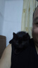麥基樂(lè )純黑玄貓中華田園貓幼崽黑煤球貓咪活物孟買(mǎi)貓英短黑貓活體貓 田園級 純黑玄貓公 曬單實(shí)拍圖
