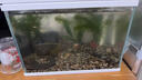 瘋狂水草懶人養魚(yú)缸水草植物直接入缸魚(yú)缸造景套餐20-30cm 源頭直發(fā)包郵 曬單實(shí)拍圖