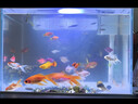 森森（SUNSUN）超白魚(yú)缸一體缸自循環(huán)客廳桌面小型家用水族箱HEJ-380 曬單實(shí)拍圖
