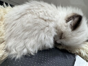 貝利葉【貓咪福利】純種布偶貓英短美短緬因德文貓矮腳小幼崽活體寵物貓 寵物級 【純種幼貓】 曬單實(shí)拍圖