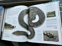 DK蛇類(lèi)百科 全彩圖解指南 Snake：Essential Visual Guide 進(jìn)口原版 英文書(shū) 曬單實(shí)拍圖