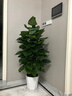 愛(ài)優(yōu)尚大葉綠蘿柱盆栽客廳大型綠植辦公室內除甲醛凈化空氣綠籮源頭直發(fā) 曬單實(shí)拍圖