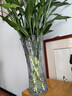 花翁富貴竹水培綠植物招財轉運室內水養花卉盆栽70-80cm10棵源頭直發(fā) 曬單實(shí)拍圖