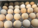 【無(wú)抗】大碼鮮雞蛋1.8kg 曬單實(shí)拍圖