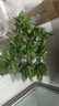 雙盟 綠蘿盆栽除甲醛花卉綠植辦公室新房?jì)艋諝?10款10盆裝源頭直發(fā) 曬單實(shí)拍圖
