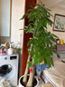 Only you【2小時(shí)達】發(fā)財樹(shù)大型綠植花卉室內客廳辦公室生日開(kāi)業(yè)喬遷送禮 步步高發(fā)財樹(shù) 曬單實(shí)拍圖