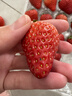【產(chǎn)地直采】丹東紅顏草莓大果500g 單果18g+ 曬單實(shí)拍圖