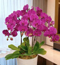 Only you【2小時(shí)達】蝴蝶蘭帶花苞花劍花盆真蘭花盆栽開(kāi)業(yè)喬遷生日母親節 6株紫色（瓷盆隨機） 曬單實(shí)拍圖