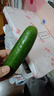 京鮮生 山東荷蘭水果黃瓜 凈4.5斤 單果70g+ 健康輕食早餐蔬菜 源頭直發(fā) 曬單實(shí)拍圖