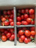 廣西露天圣女果櫻桃小番茄即食水果西紅柿新鮮蔬菜應季整箱批發(fā)價(jià) 帶箱5斤 4.5斤 凈重 曬單實(shí)拍圖