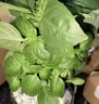 耘淘九層塔大葉羅勒種子盆栽可食用蔬菜香草種菜籽甜羅勒薄荷四季種孑 九層塔大葉羅勒 1包約150粒 原裝 曬單實(shí)拍圖