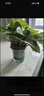雙盟綠蘿盆栽除甲醛花卉綠植辦公室新房?jì)艋諝?120款10盆源頭直發(fā) 曬單實(shí)拍圖