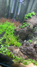 尼特利（NETLEA）水草泥魚(yú)缸凈水營(yíng)養土水族養魚(yú)水藻泥免水洗種植土草缸陶粒底砂 1號大師水草泥  8L 曬單實(shí)拍圖