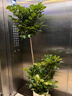 愛(ài)優(yōu)尚幸福樹(shù)盆栽客廳室內大型綠植辦公室喬遷新家綠寶凈化空氣源頭直發(fā) 曬單實(shí)拍圖