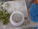 JCZS孔雀魚(yú)小魚(yú)繁殖隔離盒魚(yú)缸魚(yú)苗分隔網(wǎng)鳳尾魚(yú)孕母魚(yú)孵化器生產(chǎn)專(zhuān)用 大號一套+小號一套(漂浮桶) 魚(yú)缸 曬單實(shí)拍圖
