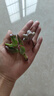 【招財進(jìn)寶多肉】錢(qián)串吸財樹(shù)桃蛋吹雪之松錦精選系列好養基地直發(fā) 桃蛋+吸財樹(shù) 曬單實(shí)拍圖