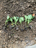 大禹菜苗秧蔬菜苗子大全活苗帶土種苗春季西紅柿盆栽圣女果秧苗陽(yáng)臺 黑豹長(cháng)茄苗茄子秧苗帶土6棵 曬單實(shí)拍圖