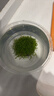 瘋狂水草魚(yú)缸造景擺件莫斯植物爬地矮珍珠日本趴地增氧高珍珠水草 （自帶營(yíng)養泥）迷你矮珍珠小坨 曬單實(shí)拍圖