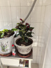 紅掌盆栽鴻運當頭綠蘿花卉植物室內花水培白掌綠植發(fā)財樹(shù)凈化空氣 特級紅掌2-3棵3-6朵花[原盆] 曬單實(shí)拍圖