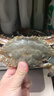【冷凍】至鮮 梭子蟹2.6斤/5-6只整只當季液氮冷凍4-6兩/只呂四黃海新鮮螃蟹海鮮 曬單實(shí)拍圖