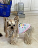 嬉皮狗（hipidog）小狗狗衣服卡通印花吊帶泰迪比熊小型幼犬春夏季薄款透氣寵物服裝 邦迪藍 L （建議體重8-12斤） 曬單實(shí)拍圖