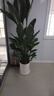 花財主天堂鳥(niǎo)盆栽辦公室大型綠植客廳盆栽家用吸甲醛凈化空氣綠植 7-8天堂鳥(niǎo)1.6-1.7【圓柱盆】 曬單實(shí)拍圖