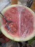 京鮮生 無(wú)籽麒麟大西瓜 1粒裝 凈重7-9斤 生鮮水果 曬單實(shí)拍圖
