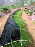遮陽(yáng)網(wǎng)防曬網(wǎng)加密加厚大棚農用黑網(wǎng)庶太陽(yáng)網(wǎng)黑色隔熱遮陰網(wǎng) 抗老化3針寬2米長(cháng)50米 曬單實(shí)拍圖