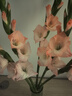 粉紅色劍蘭節節高鮮花年宵花廣州發(fā)春節裝飾情人節禮物長(cháng)65-70cm 粉色劍蘭5支 曬單實(shí)拍圖