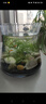 水草陶粒砂生態(tài)魚(yú)缸玻璃瓶家用水草泥水培四季造景套餐新手易種 1斤水草泥 曬單實(shí)拍圖
