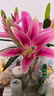 粉色百合9朵（3-4支花苞發(fā)貨） 曬單實(shí)拍圖