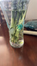 花翁富貴竹水培綠植物招財轉運室內水養花卉盆栽85-95cm10棵源頭直發(fā) 曬單實(shí)拍圖