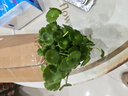 銅錢(qián)草水培植物室內辦公室桌面盆栽花卉四季常青綠植凈化空氣懶人 銅錢(qián)草帶葉子特惠款51-70根+營(yíng)養液【1份】 不含盆 曬單實(shí)拍圖